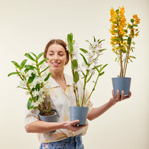 Orchidée Bambou 50cm | Livraison plantes d'intérieur | Flowy