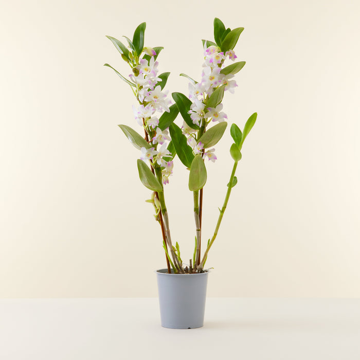 Orchidée Bambou Rose 50cm | Livraison plantes d'intérieur | Flowy France