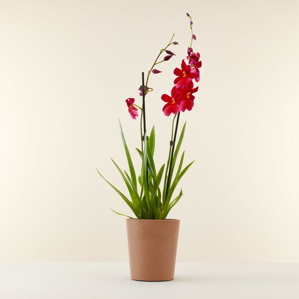 Livraison plantes d'intérieur | Orchidées | Flowy