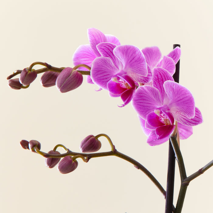 Orchid Phalaenopsis Pink 50cm | House Plants Delivered | Indoor Plants  Online | Flowy