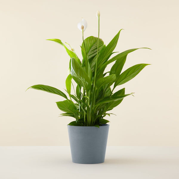 Plant in a Box - Kentia Palmier - Howea Forsteriana - Plante verte  interieur vivante - Purifiante - Pot 18cm - Hauteur 90-100cm : :  Jardin