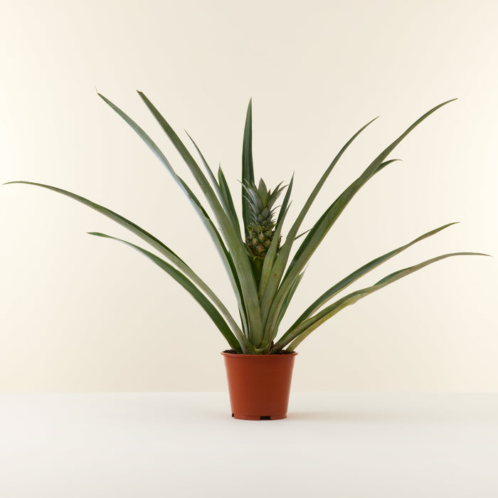 Bromelia Pineapple plant 55cm | House Plants Delivered | Indoor Plants  Online | Flowy