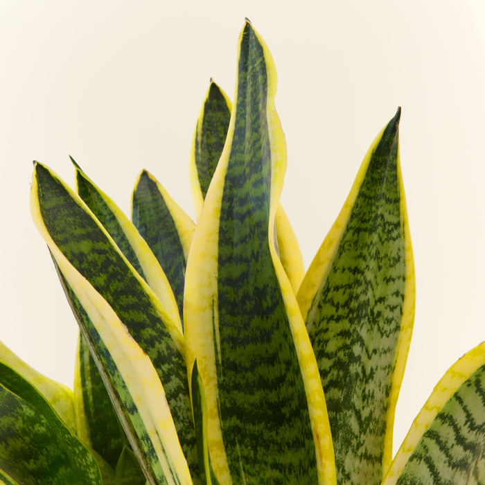 Langue De Belle Mère Sansevieria Laurentii Livraison Plantes Dintérieur Flowy 