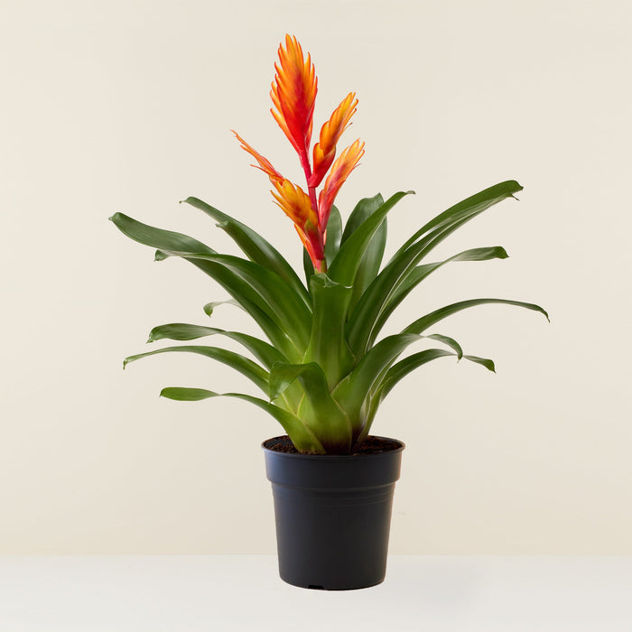 Belastingbetaler afwijzing Talloos Bromelia Vriesea orange 40cm | Livraison plantes d'intérieur | Flowy