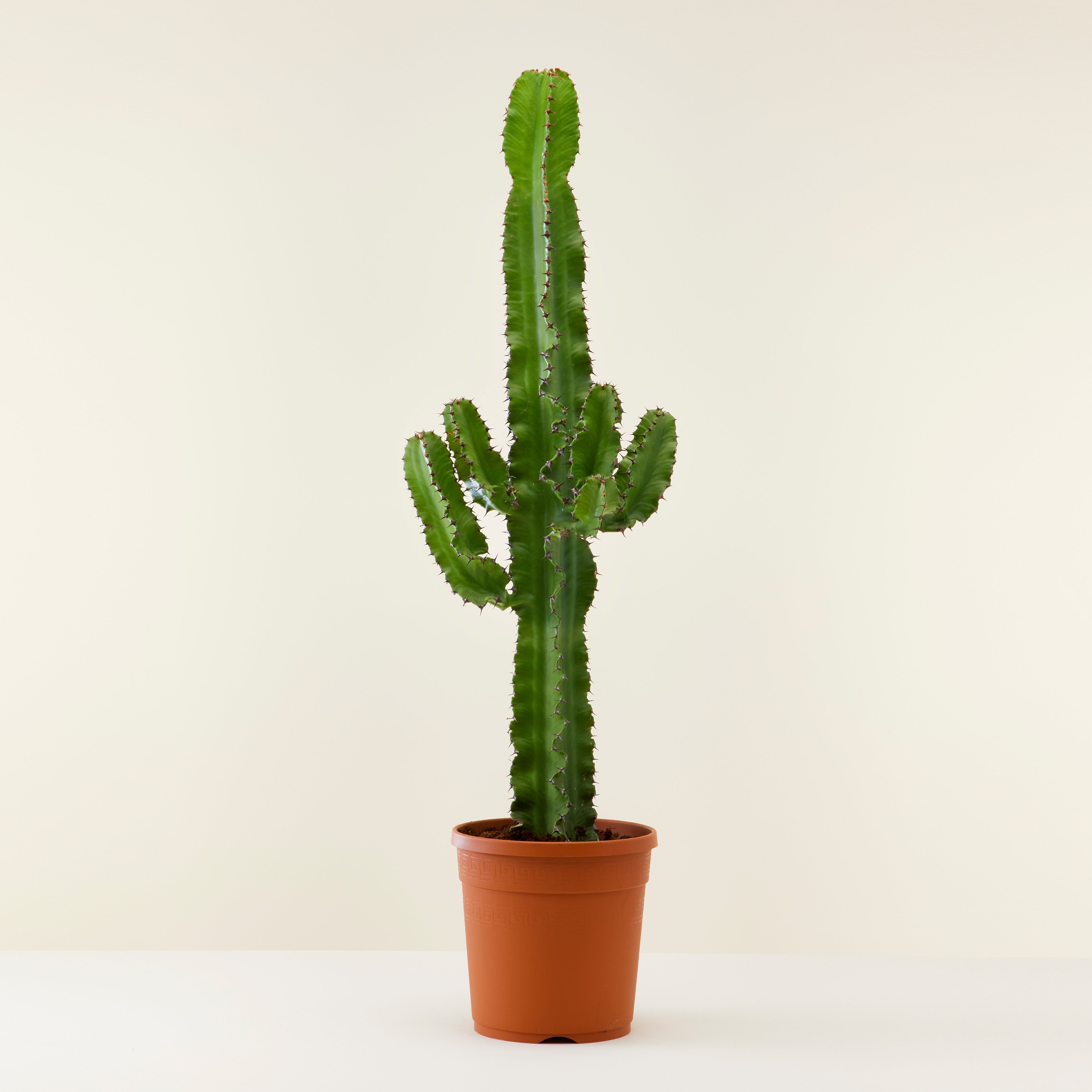 Cactus Euphorbia