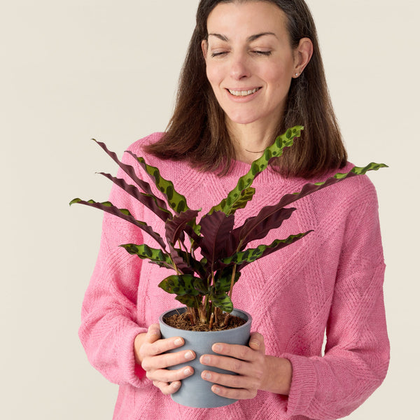 Nos conseils pour entretenir ta plante : Calathea sanderiana 'Ornata' –  Plantes Pour Tous