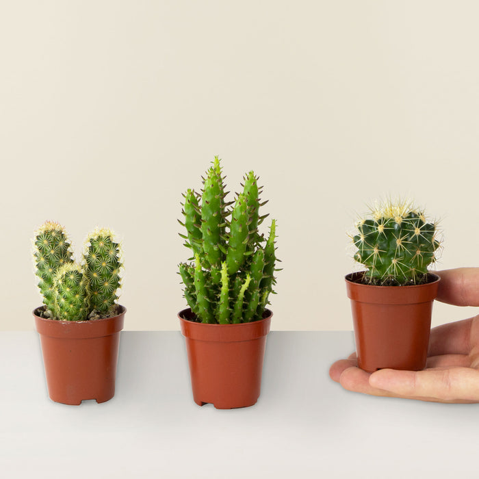 Trio de mini cactus