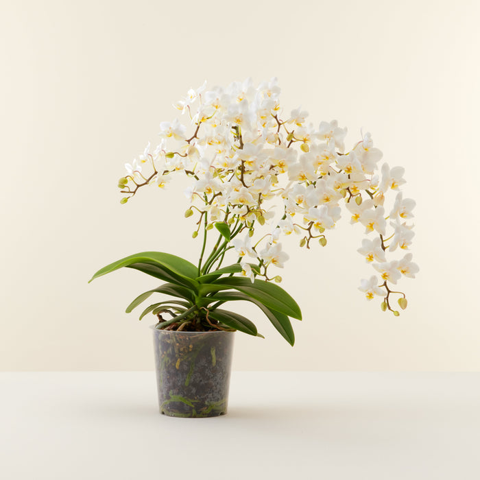 Orchidée blanche soft cloud | Livraison plantes d'intérieur | Flowy France