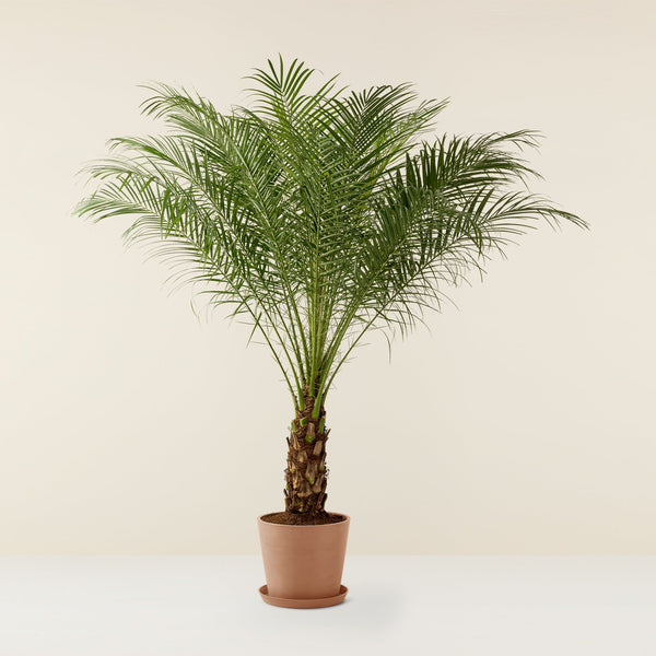 Palmier Areca XL Très grande plante d'intérieur dépolluante – La