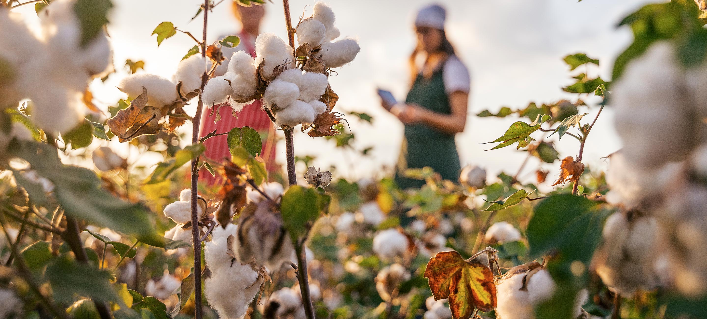 organic cotton farm
