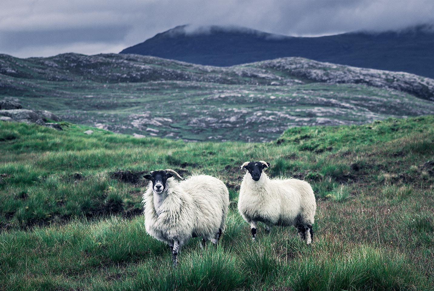 Premium Shropshire Wool