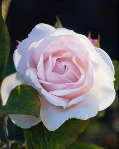 陽光下盛開的粉紅格蘭維爾玫瑰