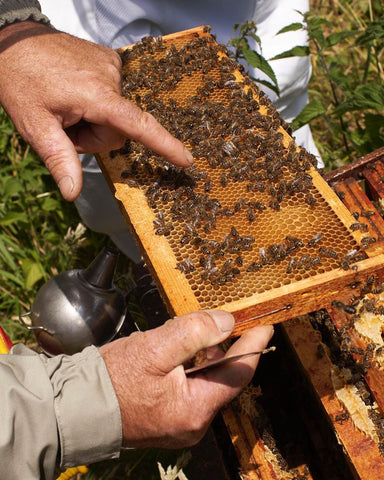 Ouessant Island black bees in hive being pointed out