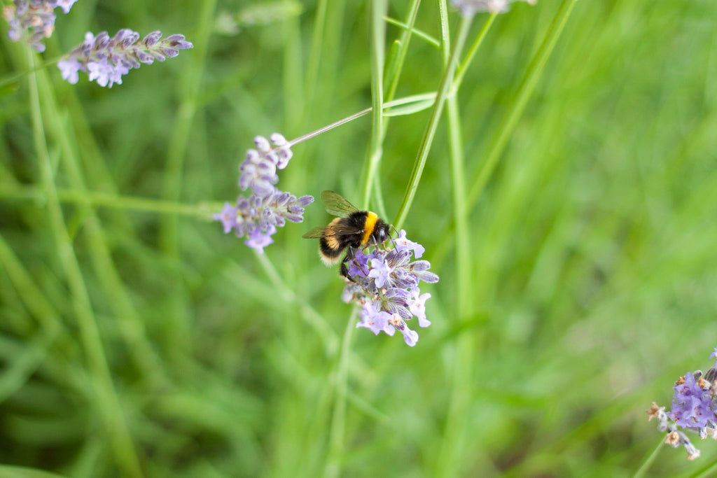 Bee harvesting nectar from lavender blossom