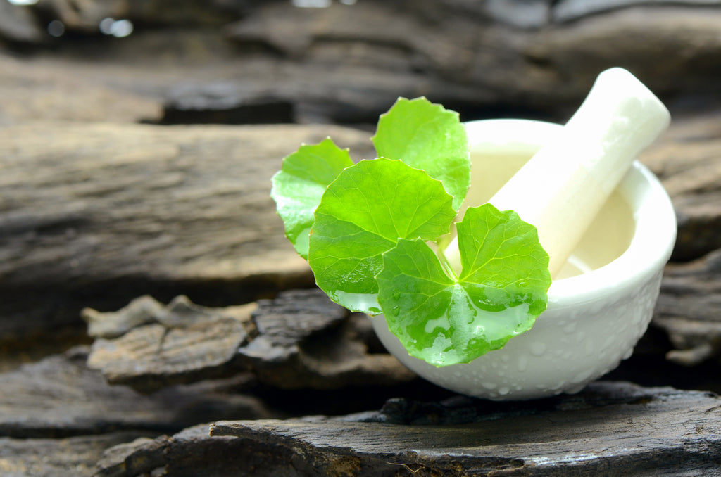 centella asiatica leaf in white mortar and pestle