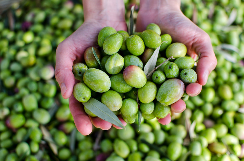 Hands holding green olives, a source of squalane