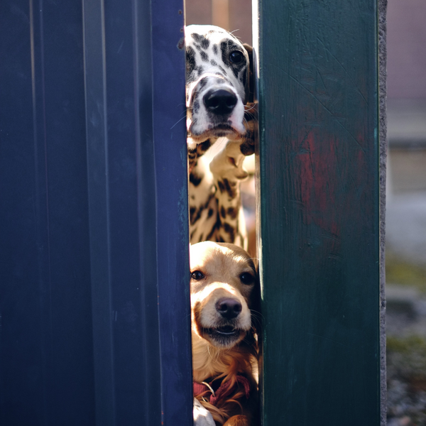 Hunde erwarten Besuch am Tor