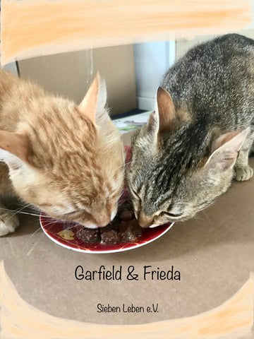 Garfield und Frieda vom Tierschutzverein Sieben Leben: 38 Stunden nach dem ersten Zusammentreffen fressen sie dank Chillax bereits miteinander