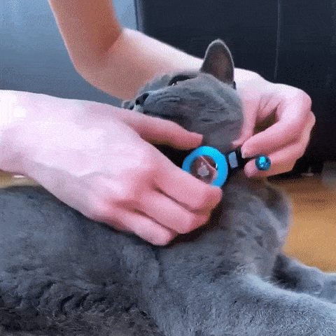 Kat met comfortabele Airtag Halsband voor Katten met GPS-tracking