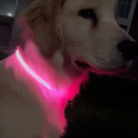 Glow Guardian™ Rechargeable LED Dog Collar – KanaGear