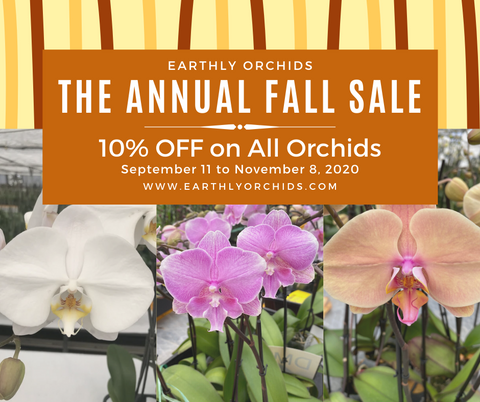 Buy orchids from the comfort of your home. Now you can order orchids online from Earthly Orchids. Get your orchids from the best orchid grower, order orchids from the nearest orchid shop Earthly Orchids, we have beautiful orchids for sale and orchids are now on sale, get your orchids for a less price, order orchids now!