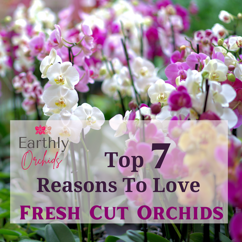 orchids, orchids for sale, wholesale orchids, orchid gifts, flowers for sale, flowers, florist in USA