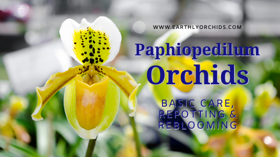 paphiopedilum orchids, paphiopedilum for sale, paphiopedilum online, paphiopedilum care tips, paphiopedilum reblooming tips, paphiopedilum delivery, paphiopedilum repotting, orchids care tips, orchids reblooming tips, orchids online, orchids for sale