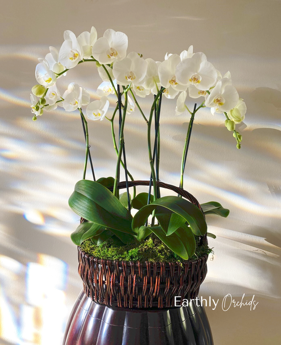 Over the Top Orchid Planter* – Mar Floral