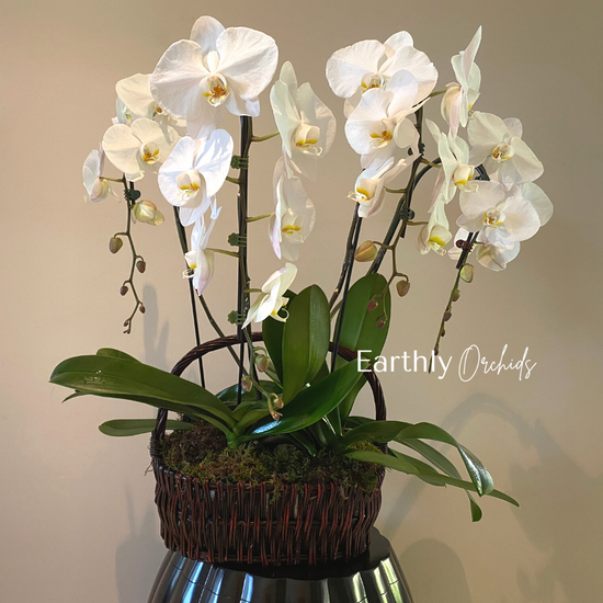 Natural White Phalaenopsis Orchid | Princeton Floral Design