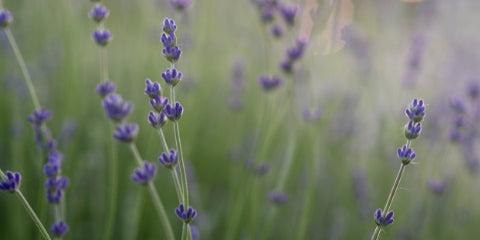 lavender - essential oil