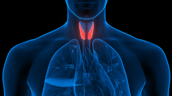 Negative Factors that Affect the Endocrine System