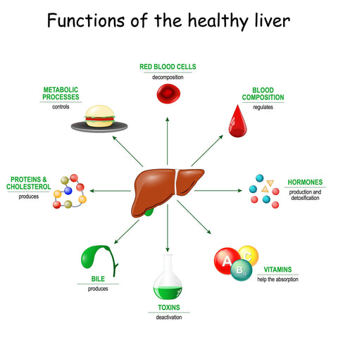 Functions of healthy liver