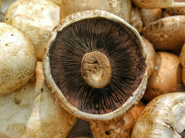 superfood science agaricus bio blazei murill inside mushrooms white 