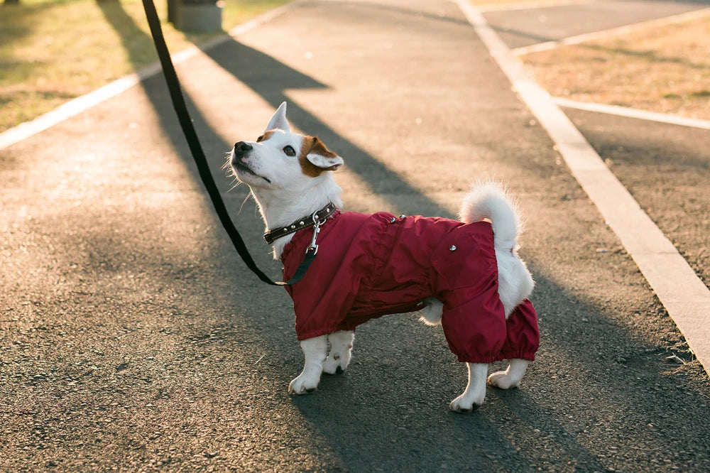 Dog with body suit