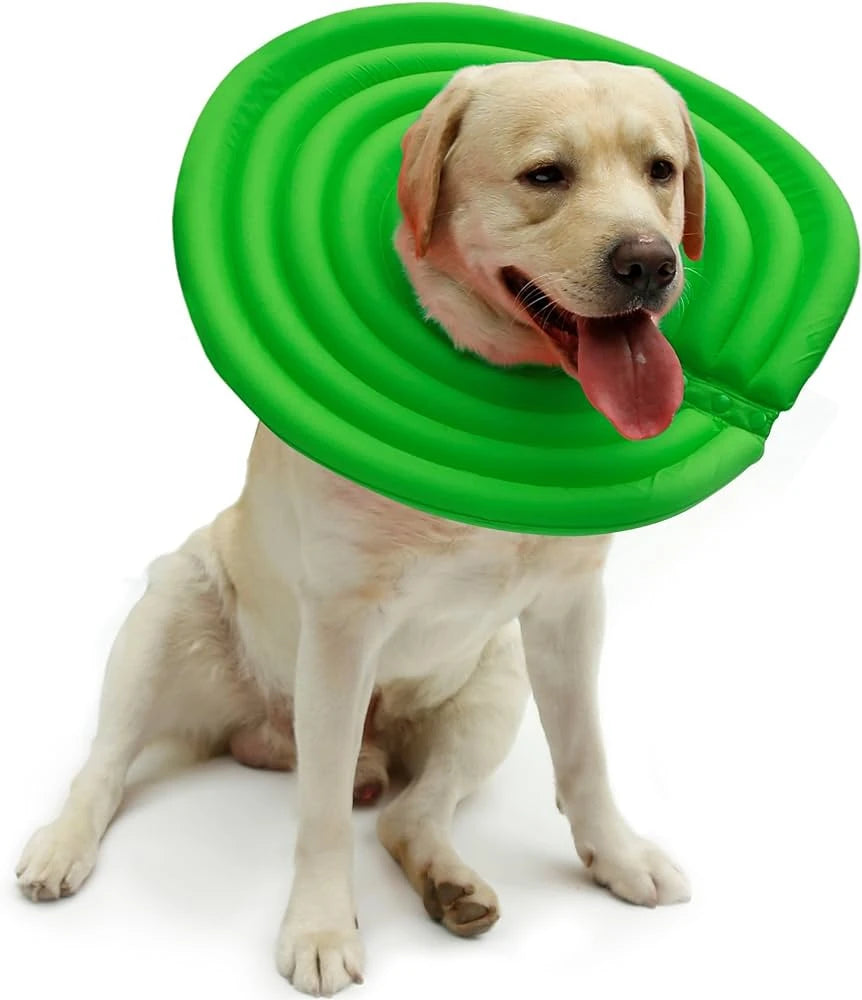 Dog with Frisbee-type collar