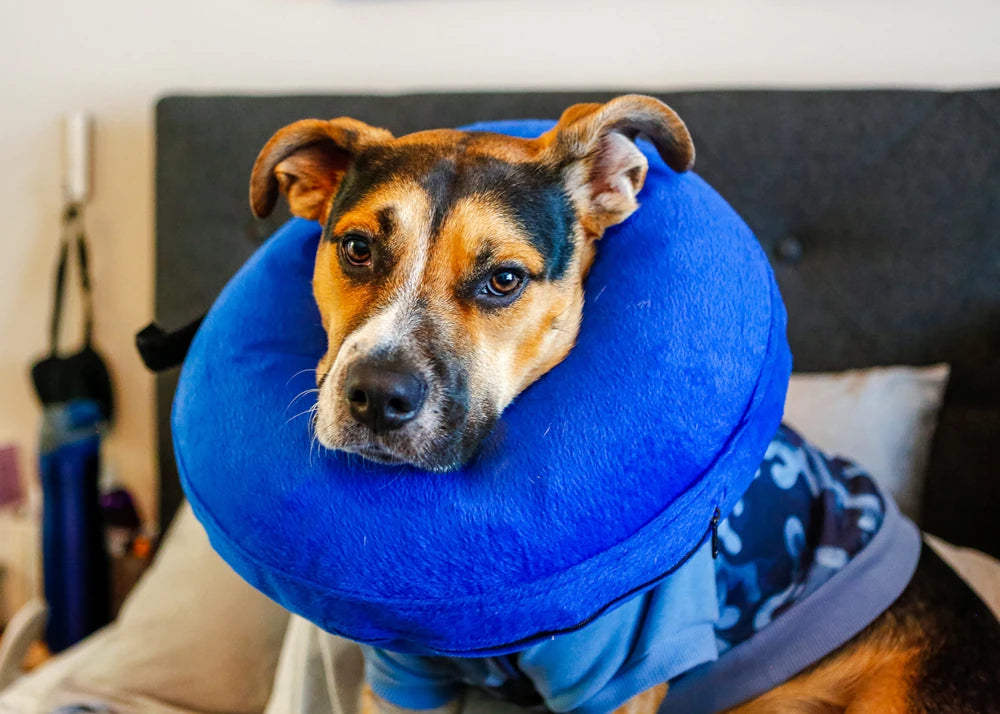 Dog with inflatable collar