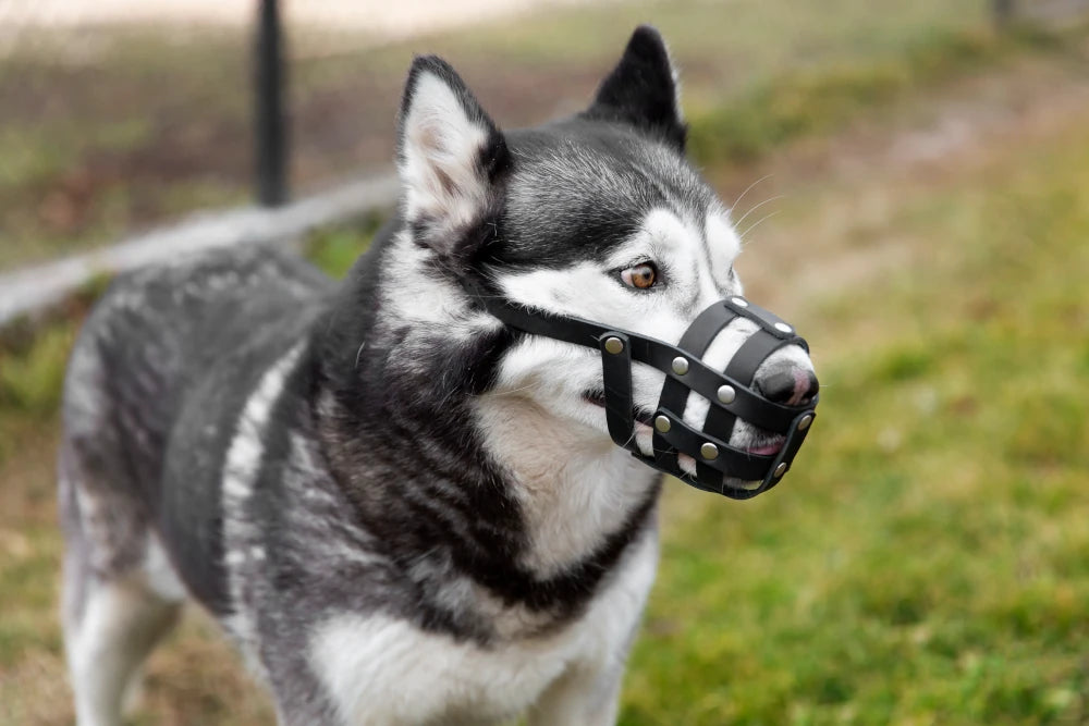 Dog with muzzle