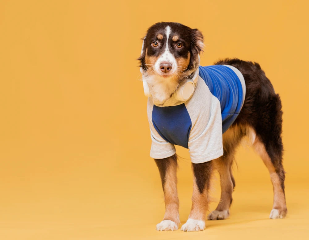 Dog with t-shirt