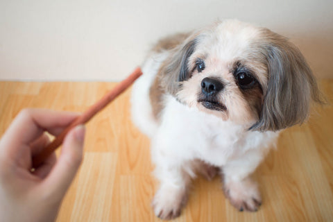 Giving a Dental Chew to a Dog