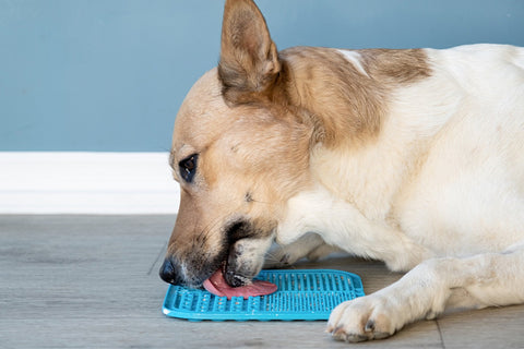 dog licking its mat