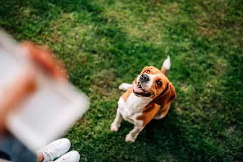 dog wants its dental chew