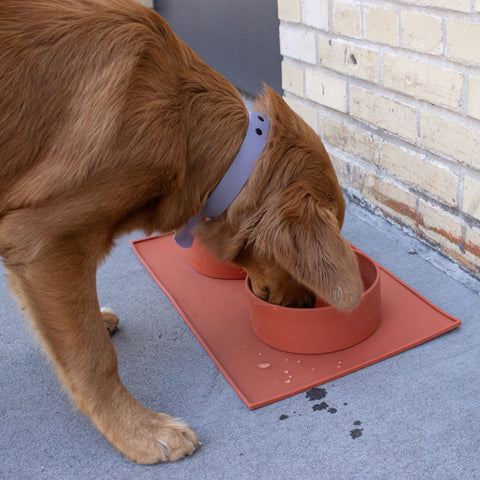 silicone dog bowl