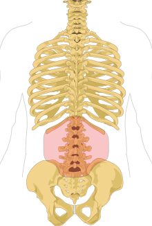 Low back pain occurs above the buttocks and below the ribs