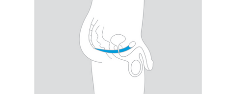 Male pelvic floor anatomy diagram