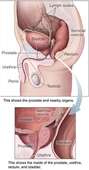 Anatomia prostaty