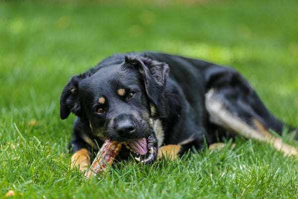 top dog chews