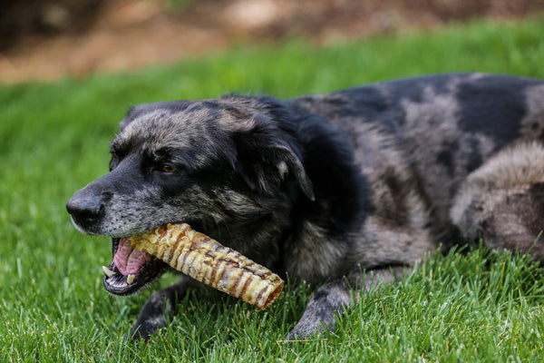 top dog chews