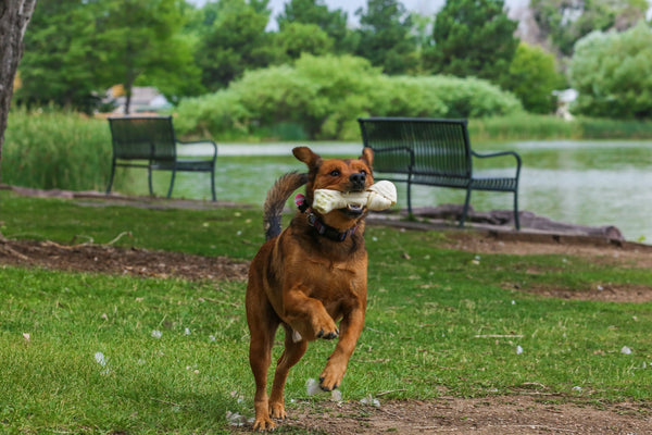 large rawhide dog chews