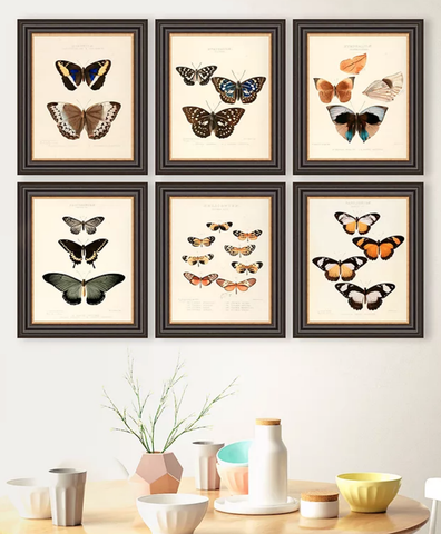 butterfly framed print John Lewis
