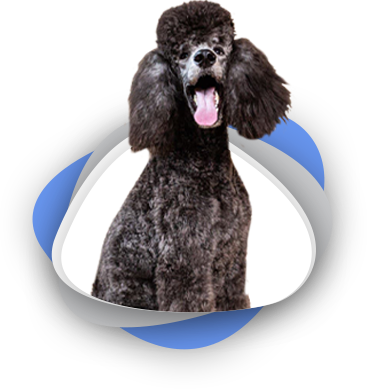 mediumdogs1.png